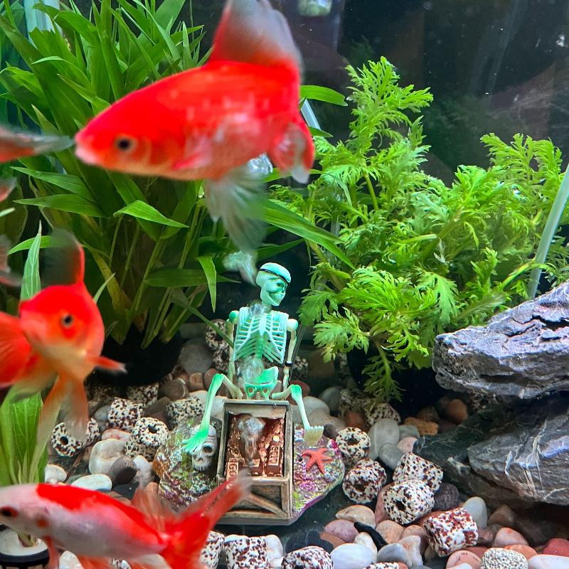 Aquarium Fish Cichlid - Fish Tank Aerobic Landscape Bubble Air