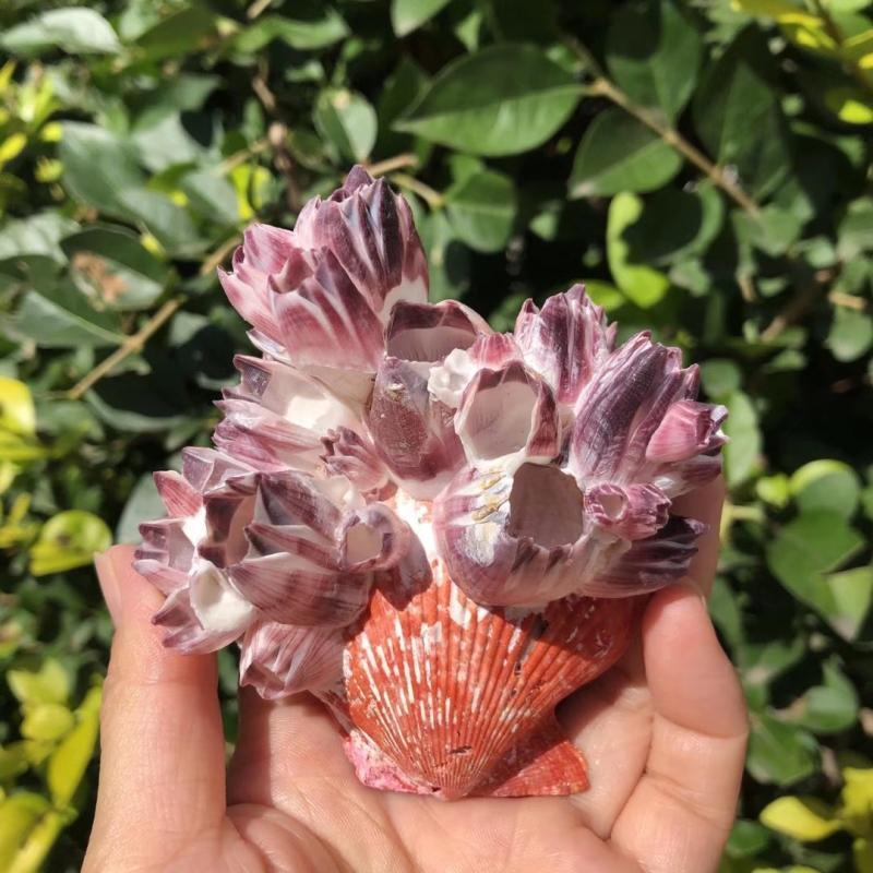 Aquarium Fish Pot - Big Purple Sea Lotus Natural Scallop