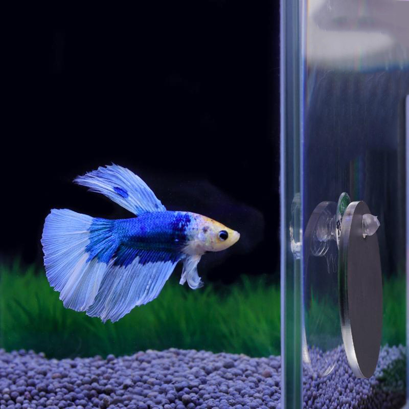 Aquarium Fish Cichlid - Aquarium Betta Mirror Fish Tank Floating