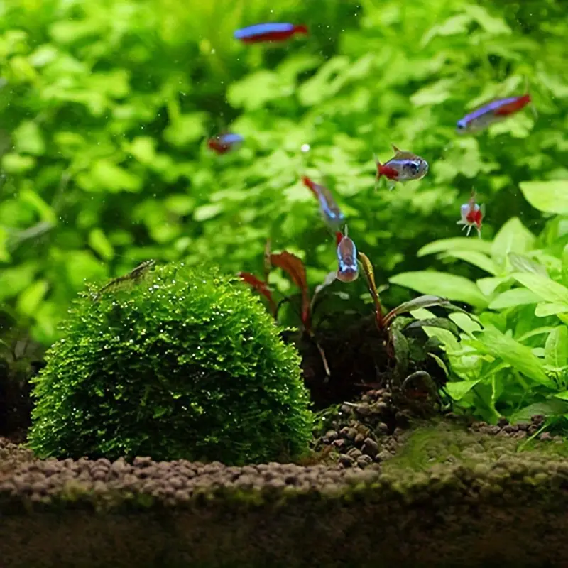 Plastic Aquarium Moss Ball Fil - огляд і ціна Aquarium Fish Cichlid