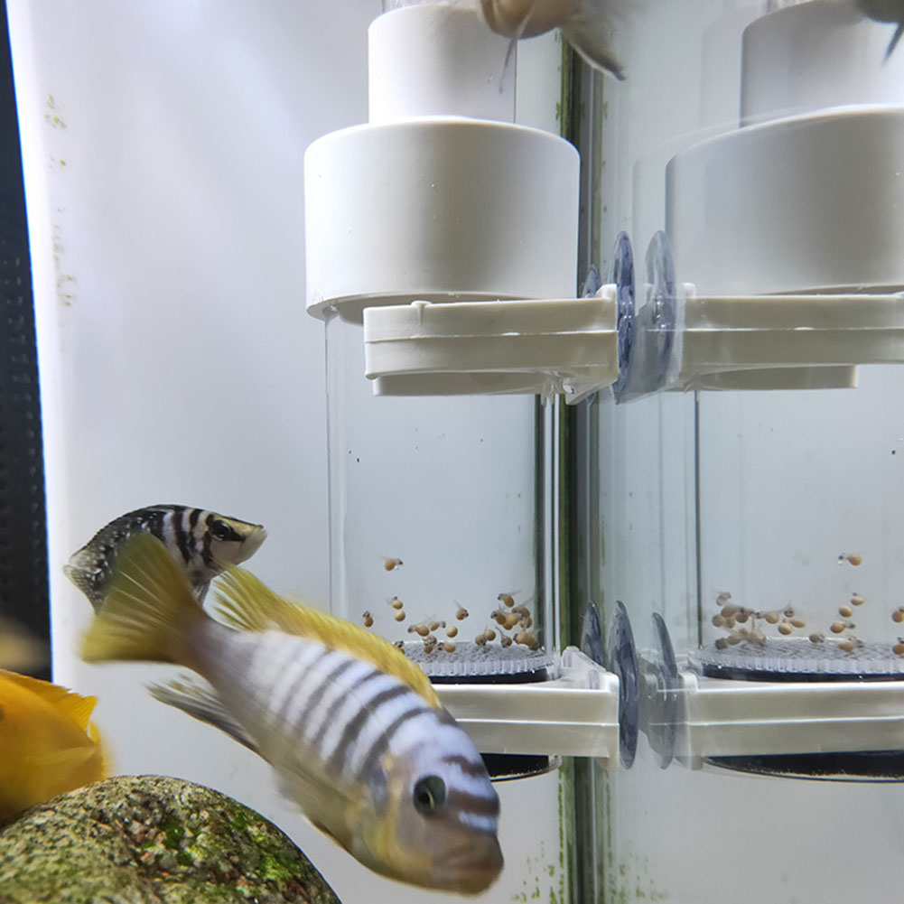 40mm Aquarium Cichlids Hatcher - огляд і ціна Aquarium Fish Cichlid