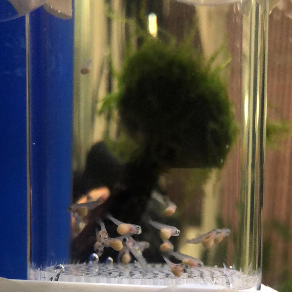 40mm Aquarium Cichlids Hatcher - огляд і ціна Aquarium Fish Cichlid