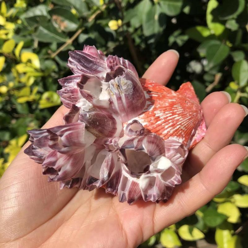Big Purple Sea Lotus Natural S - огляд і ціна Aquarium Fish Pot