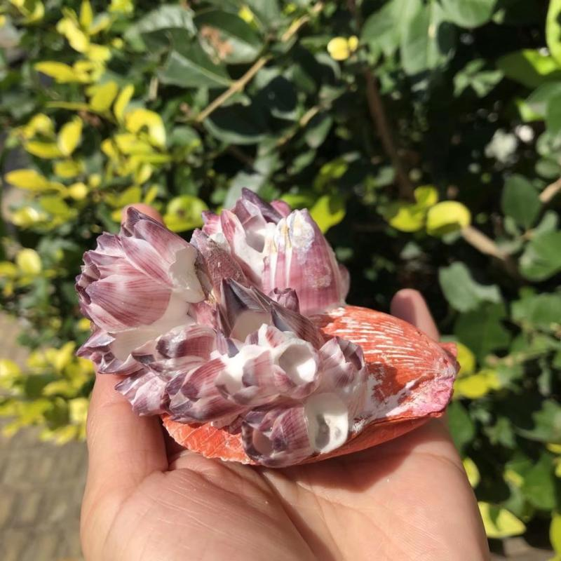 Big Purple Sea Lotus Natural S - огляд і ціна Aquarium Fish Pot