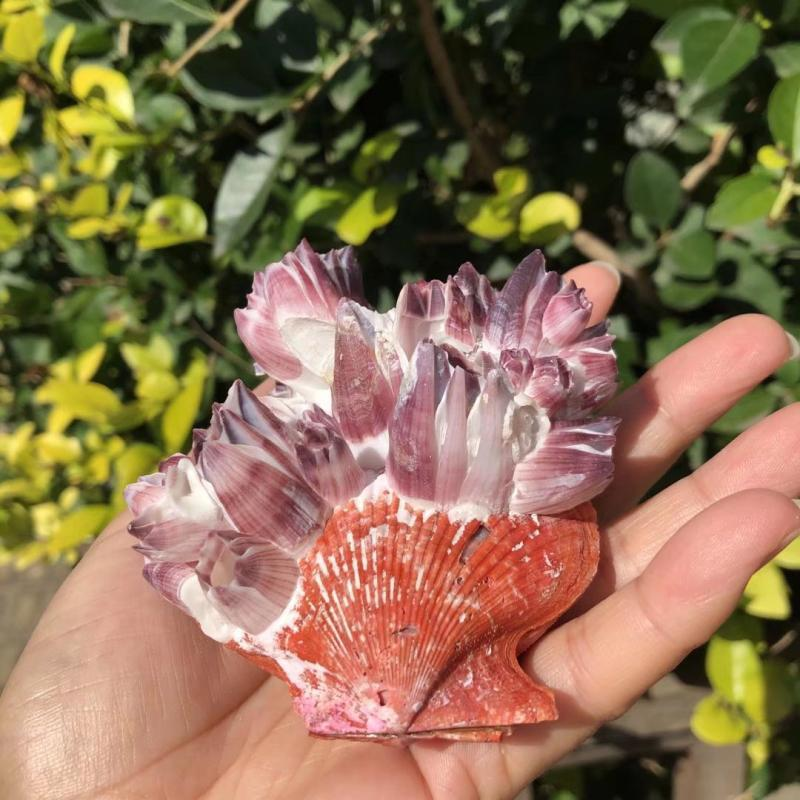 Big Purple Sea Lotus Natural S - огляд і ціна Aquarium Fish Pot