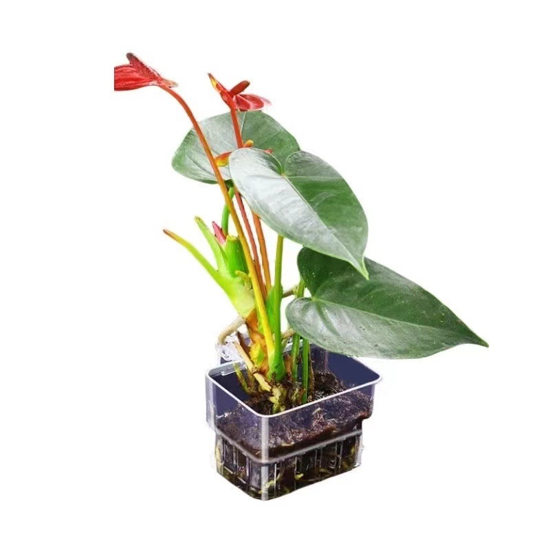 Aquarium Hydroponic Planting B - огляд і ціна Aquarium Fish Pot