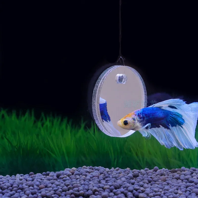 Aquarium Betta Mirror Fish Tan - огляд і ціна Aquarium Fish Cichlid